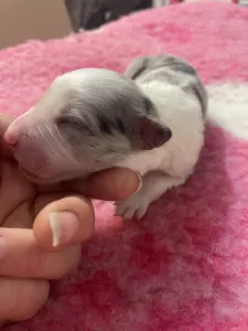 Border kolie - Reserved/blue Merle Kan/male- Dark Blue Collar