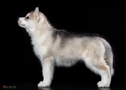 Siberian Husky - Saint Michael Island Before I Forget