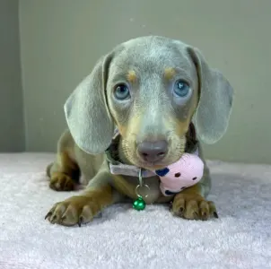 Dachshund - Elina