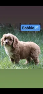 Cavapoo - Bobbie