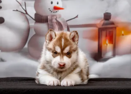 Husky siberian - Yellow