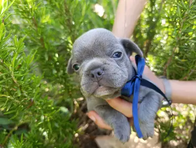 Francia bulldog - Nixon