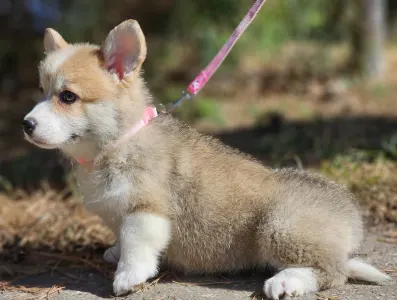 Pembroke Welsh Corgi - Nina
