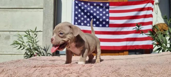 American Bully - Pocket - Zafír