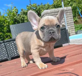 Французский бульдог - Ben