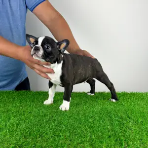 Boston Terrier - Chris