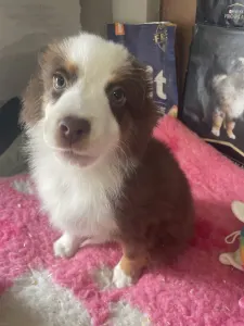 Miniature American Shepherd - Red Tri Szuka/neonzöld Nyakörv