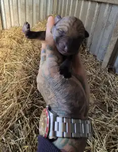 Csehszlovák farkaskutya - Wolf