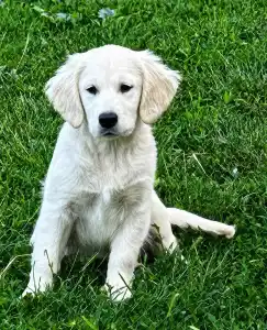 Golden Retriever - Tesa