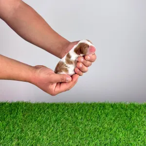 Cavalier King Charles Spaniel - Joy