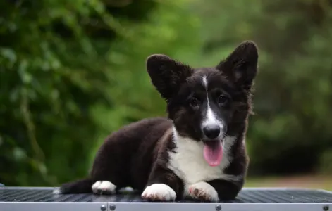 Cardigan welsh corgi - Kirunavara Mendenhall 
