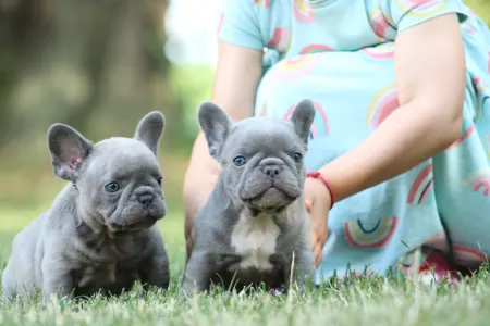 Bouledogue français - Bodza