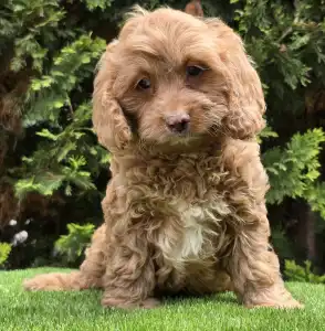 Cavapoo - Milky