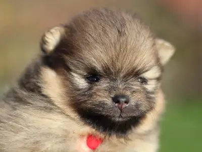 Pomeranian - Mona🩷