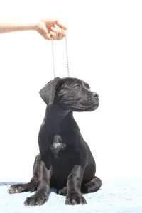 Кане-корсо - Chester