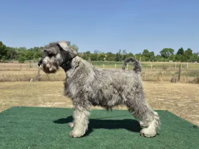 Miniature Schnauzer - Zafír