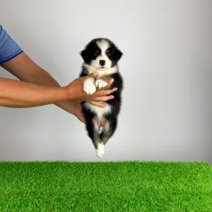 Australian Shepherd - Grudo