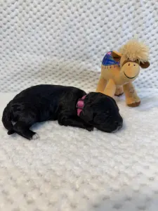 Portugalský vodní pes - Bella