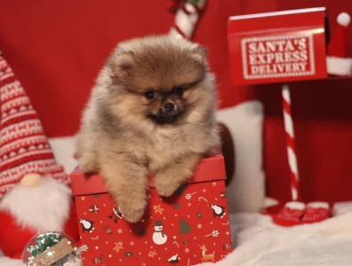 Szpic miniaturowy - Mona🩷