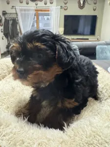 Yorkshire Terrier - Wuki