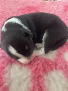 Бордер-колли - Tricolor Szuka, Female/orange Collar