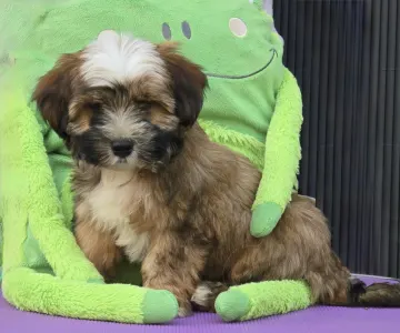 Tibeti terrier - Kardamom