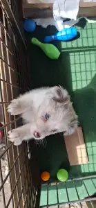 Border Collie - Fióna/dr Szöszi