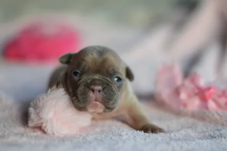 Französische Bulldogge - Nala