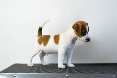 Jack Russell Terrier - Gold Leash Kennel