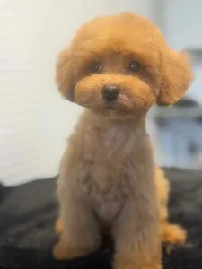 Pudel Toy - Snookie (toy Size)