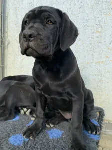 Cane corso - Cassiopeia’s Pearl Zakopane