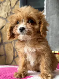 Cavapoo - Mangó
