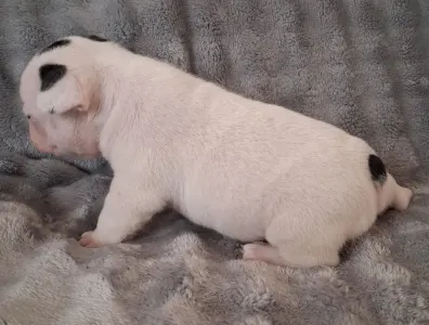 Bulldog francez - Hilton From Lilis Breed