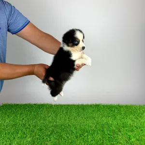 Australian Shepherd - Guru
