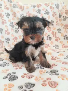 Yorkshire Terrier - Happy Hour