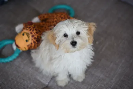 Maltipoo - Miro