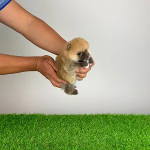 Spitz tedesco piccolo - Bennet
