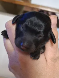 Dachshund - Ballentines