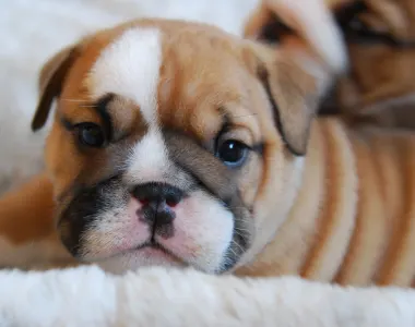 Angol bulldog - Rengőhegyi-ormán Leopold