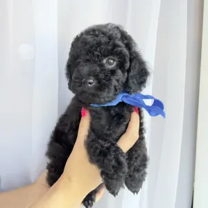 Той-пудель - Ricardo Royal Legend Of Kamis