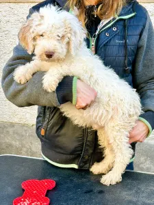 Lagotto Romagnolo - Zummi Gummi