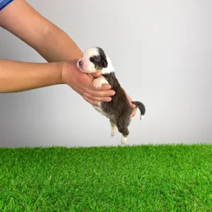 Australian Shepherd - Benivaro