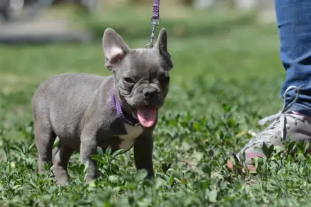 Francia bulldog - Málna