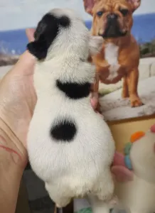 French Bulldog - Boy1