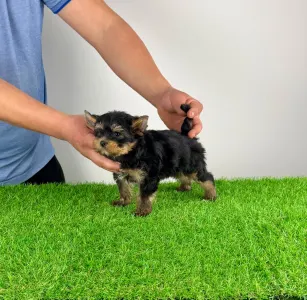 Yorkshire terrier - Pancho