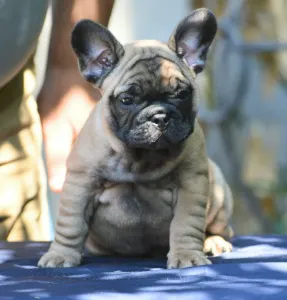 French Bulldog - Ginó