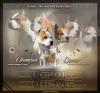 Amstaff - King Of Montenegro Kennel