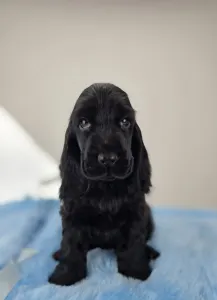 Английский кокер-спаниель - Silent Knight