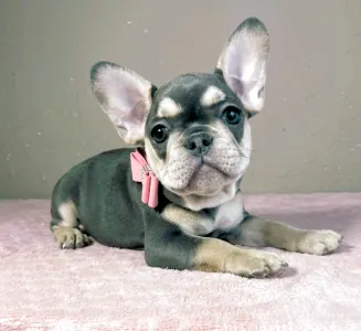 French Bulldog - Melissa