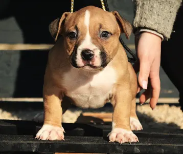 Amerikai Bully - Pocket - Kis Gepi